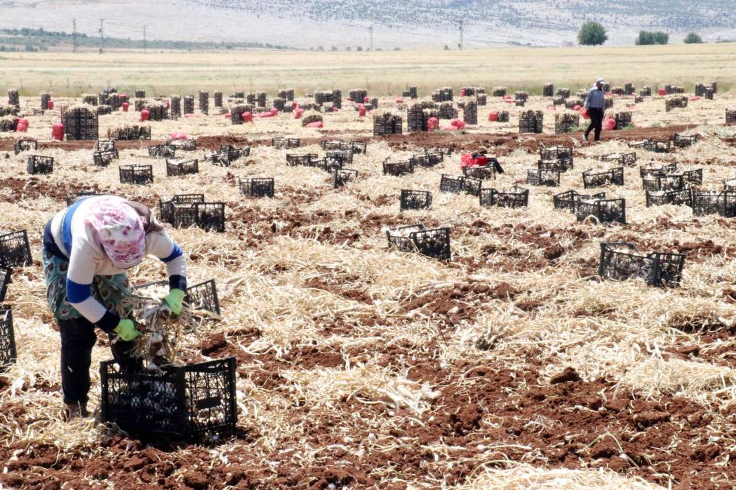 Tarlada 50 markette 100 lira! 8 bin işçiyle hasadı başladı - Resim: 4